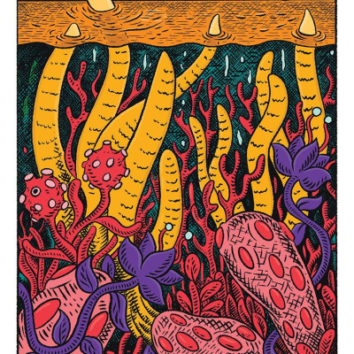 Sách - The Wilderness Collection by Claire Scully (UK edition, Hardcover Paper over boards)