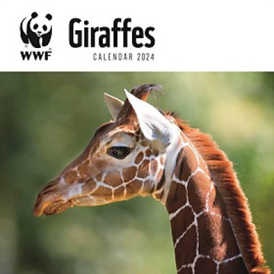 Sách - WWF Giraffes Square Wall Calendar 2024 by  (UK edition, paperback)