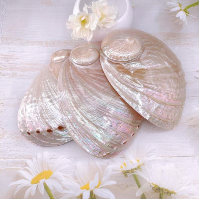 Vỏ Đĩa Ốc Xà Cừ Hồng - Xanh  dùng đốt xô thơm - Palo santo size 8cm