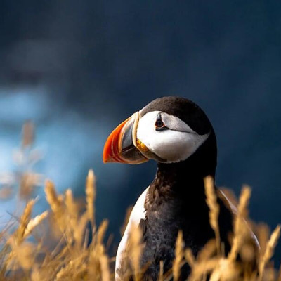 Ugreen UG1040210402TK 15CM Màu Trắng Cáp chuyển đổi Mini DP sang DVI 24 + 5 - HÀNG CHÍNH HÃNG