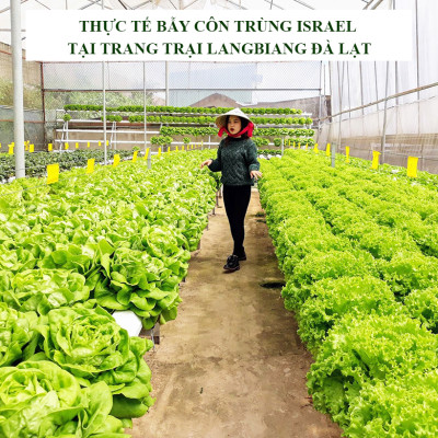 Bộ 5 mét Keo bẫy ruồi đục trái, bẫy bọ trĩ, bọ phấn, sâu vẽ bùa và bẫy các côn trùng khác của Israel với thời gian trên 6 tháng 