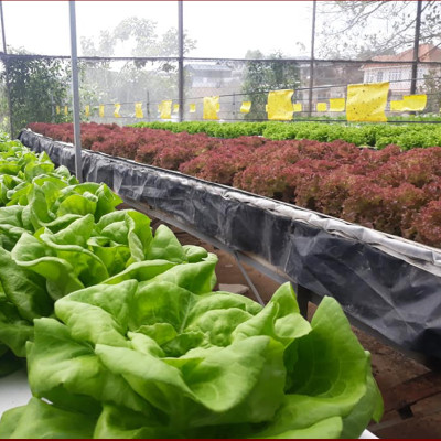 Miếng dính vàng Israel để Bẫy Côn Trùng gây hại vườn rau sạch (Bộ 5 Mét) như bẫy ruồi, bọ phần, ốc sên, bướm ...