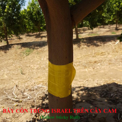 Bộ 5 mét Keo bẫy ruồi đục trái, bẫy bọ trĩ, bọ phấn, sâu vẽ bùa và bẫy các côn trùng khác của Israel với thời gian trên 6 tháng 