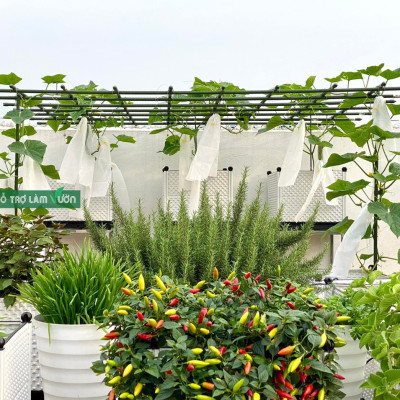 10 ống thép bọc nhựa phi 20 dài 270cm chuyên dùng làm giàn cho cây leo dùng bền từ 5 năm ở nhiệt độ ngoài trời dụng cụ làm vườn nhật bản Daim