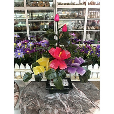 Cây Hoa Trà ngũ sắc phong thủy - Cao 30 cm