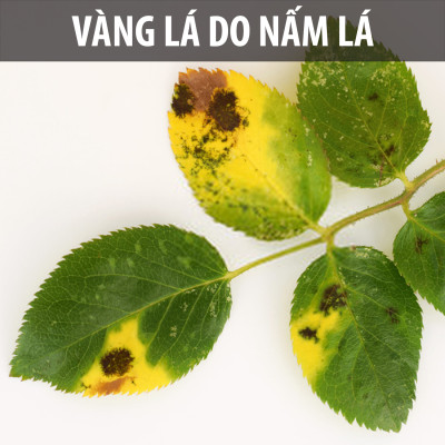 Dầu neem hữu cơ DOCNEEM phòng trị sâu bệnh hoa hồng, phong lan, cây cảnh, dầu neem oil nguyên chất ép lạnh 100ml