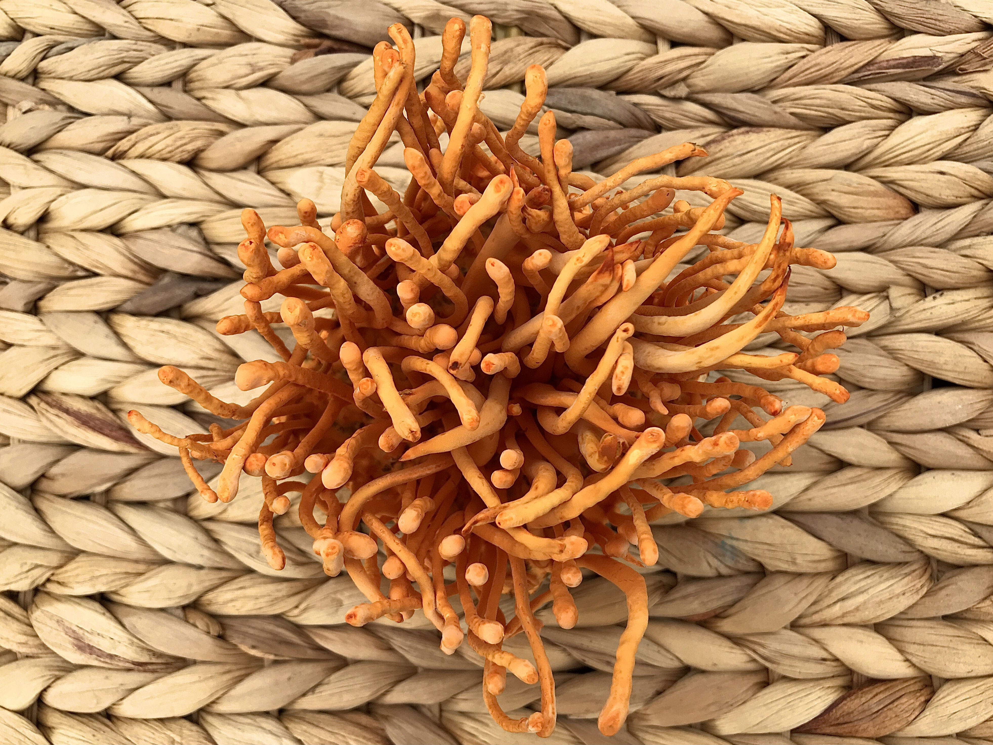 Nấm Đông Trùng Hạ Thảo Tươi MTCO