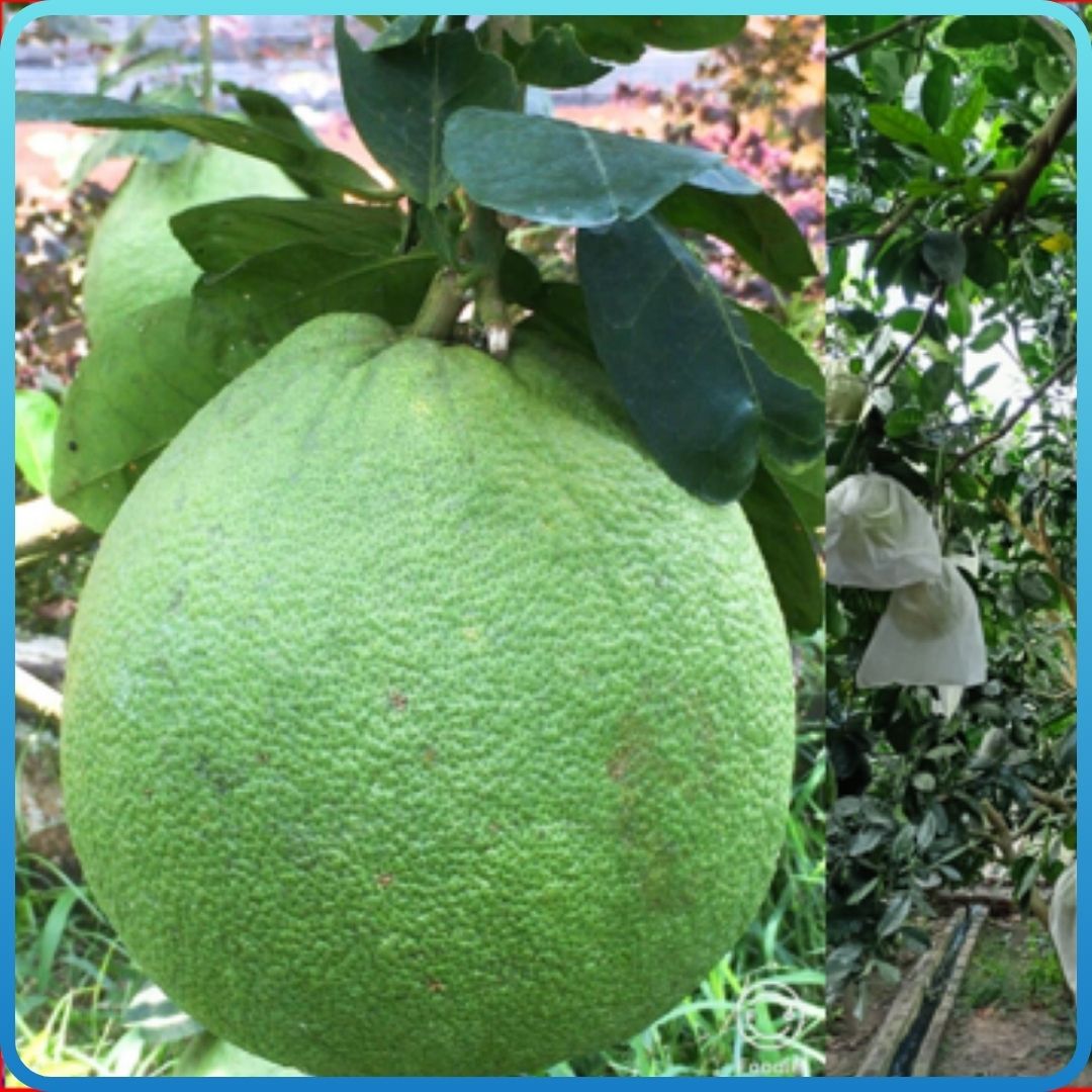 Bưởi Da Xanh Mường Ảng