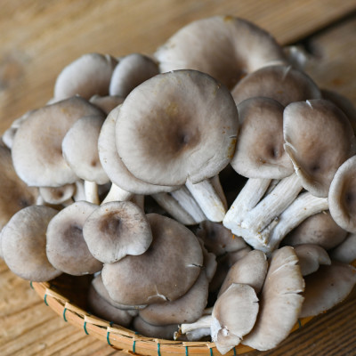 Nấm Bào Ngư Xám