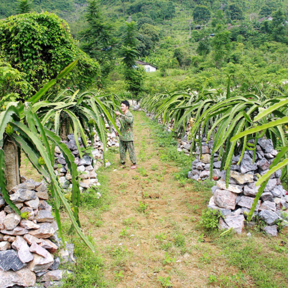 Những Người Trẻ ‘Bỏ Phố Về Quê’ Khởi Nghiệp Với Nông Nghiệp Công Nghệ Cao Ở Cao Bằng