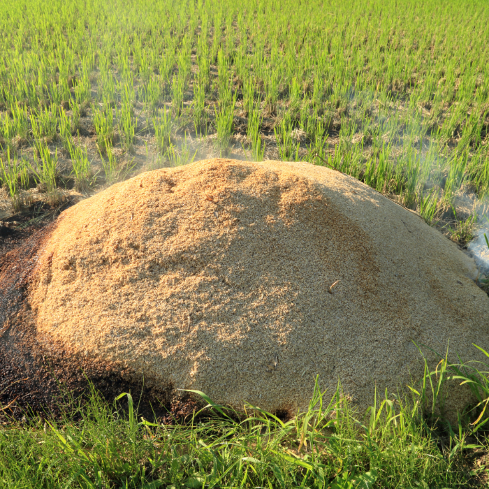 Trấu Làm Chất Đốt Sinh Học: Giải Pháp Năng Lượng Bền Vững