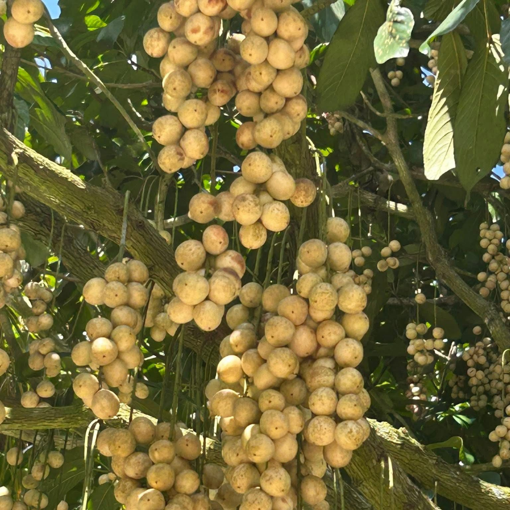 Khám Phá Rừng Trái Cây Tươi Mát Tại Tuấn Tường