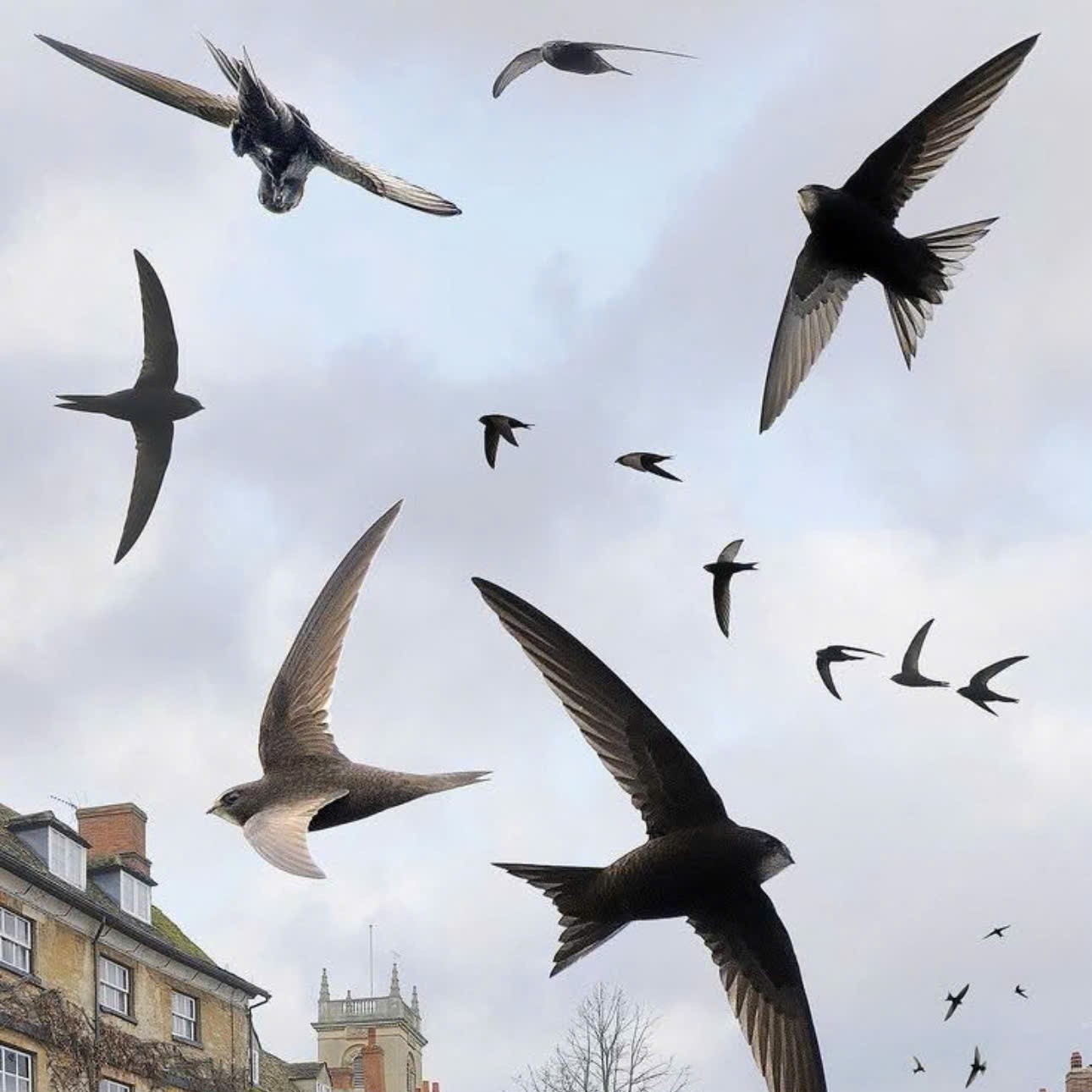 Tại Sao Nhà Yến Cần Sử Dụng Dung Dịch Tạo Mùi Úng Cách?