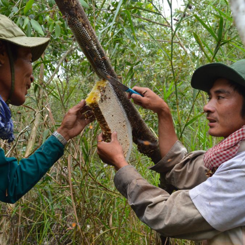 Làng Gác Kèo Ong Rừng U Minh Hạ