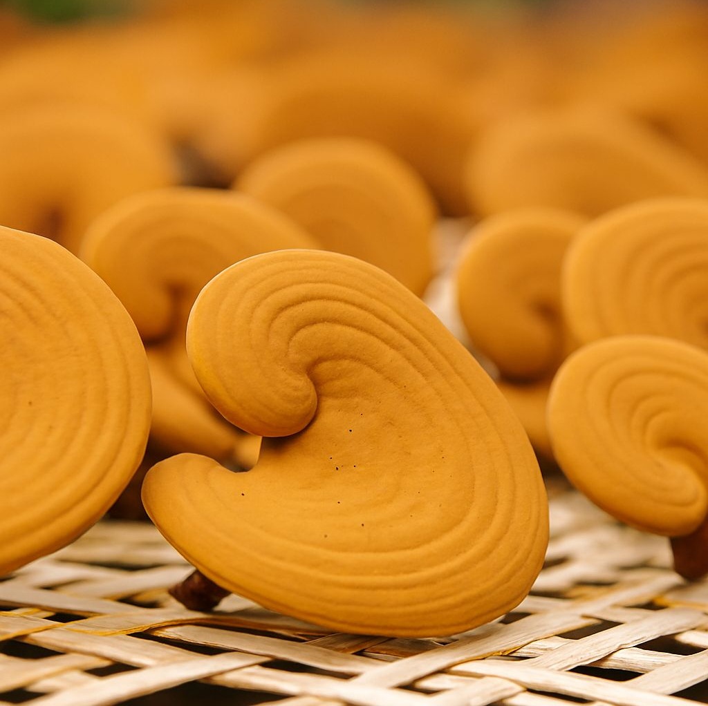 Bào Tử Nấm Linh Chi Có Tác Dụng Gì?