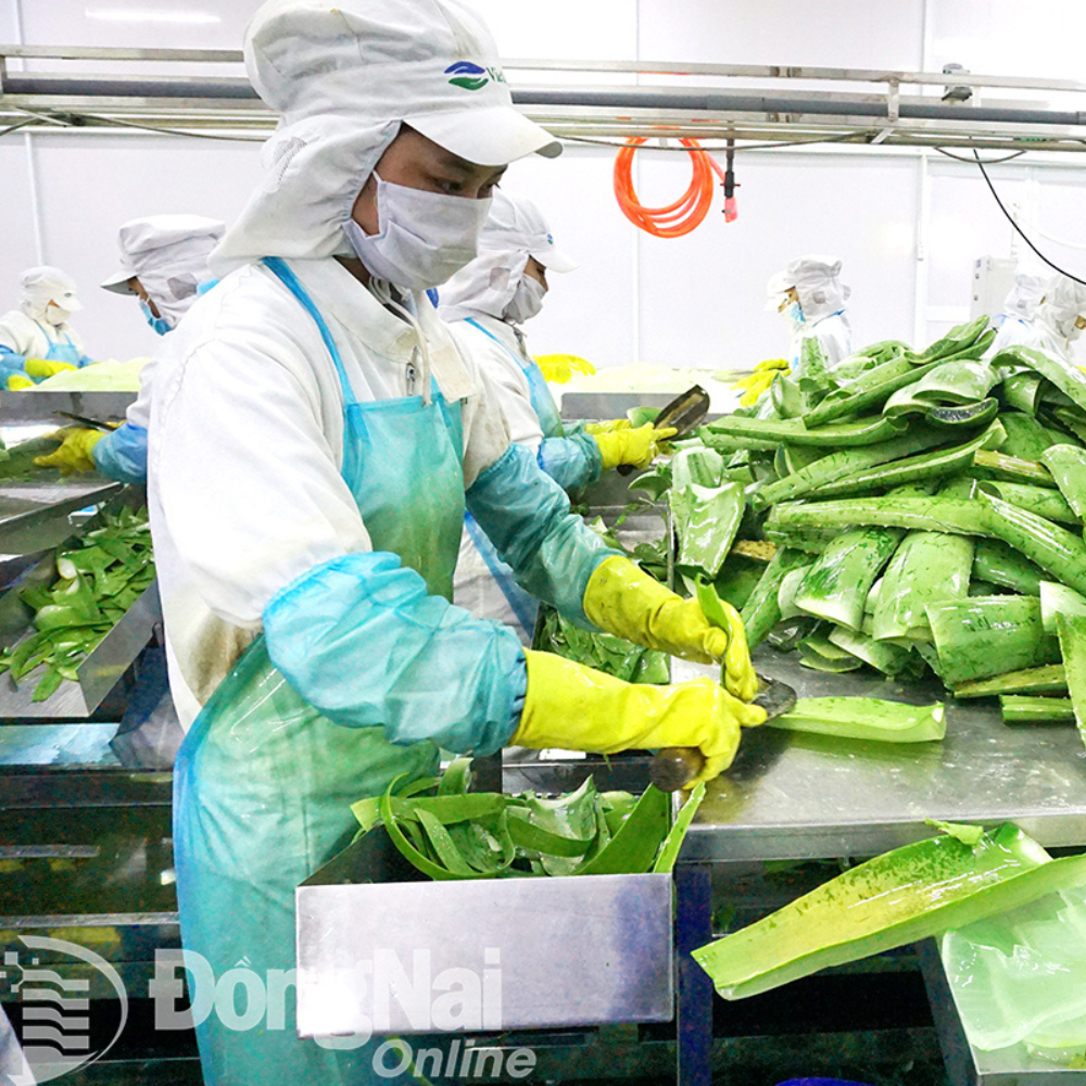 Đồng Nai Và Doanh Nghiệp Cùng Đồng Hành Hỗ Trợ Phát Triển