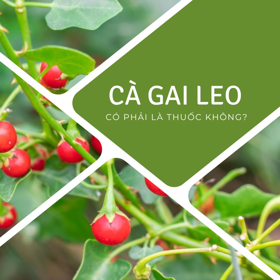 Cà Gai Leo Hòa Tan Có Phải Là Thuốc Không? Phân Biệt Đúng – Sai Để Sử Dụng Hiệu Quả