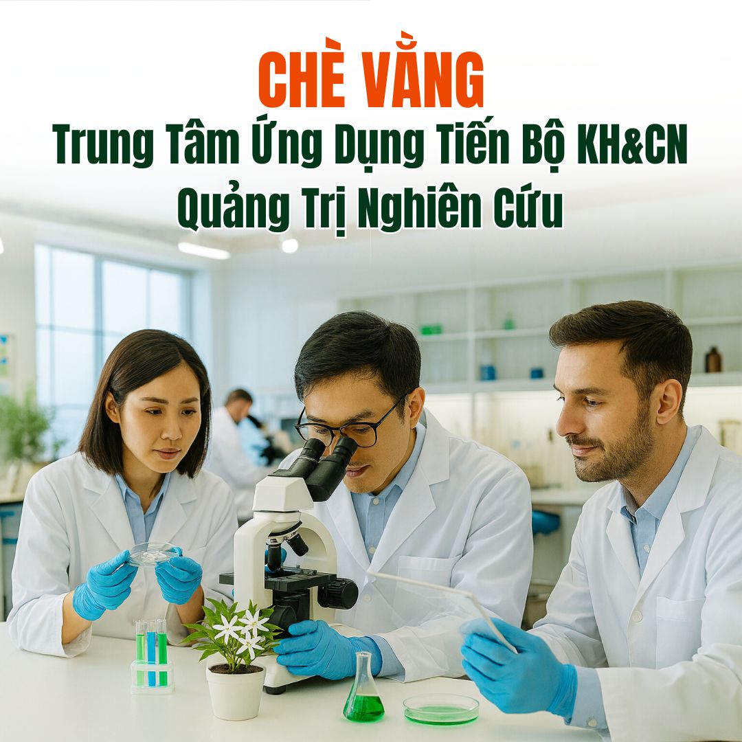Trung Tâm Ứng Dụng Tiến Bộ KH&CN Quảng Trị Nghiên Cứu Thành Công Sản Phẩm Chè Vằng Hòa Tan