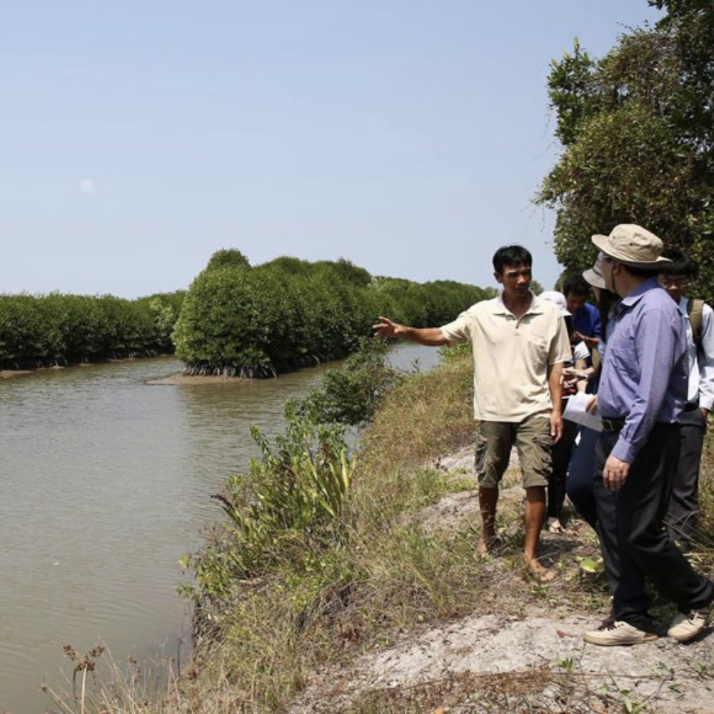Cà Mau: Đầu Tư 536 Tỷ Đồng Cho Dự Án Thủy Sản