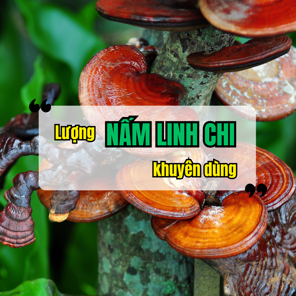 Liều Lượng Sử Dụng Nấm Linh Chi Đúng Cách Cho Từng Đối Tượng