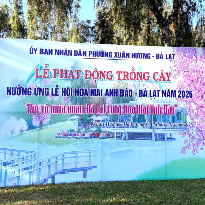 Đà Lạt: Trồng 200 gốc Mai Anh Đào trưởng thành tại Phường Xuân Hương