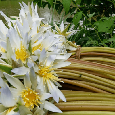 Bông Súng Ma – Món Quà Dân Dã Giữa Mùa Nước Nổi