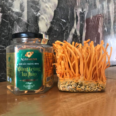 Đau Dạ Dày Uống Đông Trùng Hạ Thảo Có Tác Dụng Gì?