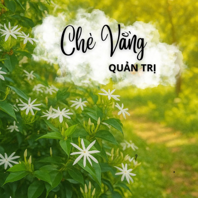 Chè vằng Quảng Trị là gì? Tinh hoa thảo dược trong sản phẩm Gold Herbal