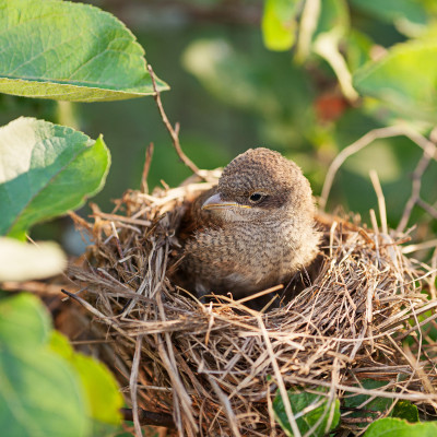 Chu Kỳ Sinh Sản Và Sự Phát Triển Của Chim Yến