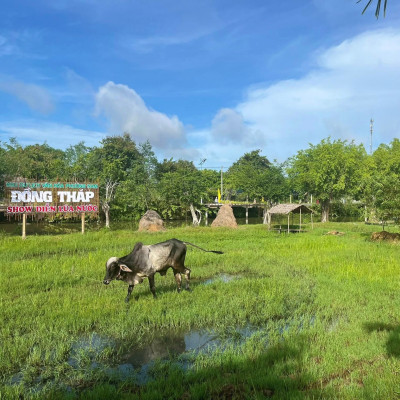 Một Ngày Làm Nông Dân Của Du Khách Tại Khu Du Lịch Văn Hoá Phương Nam