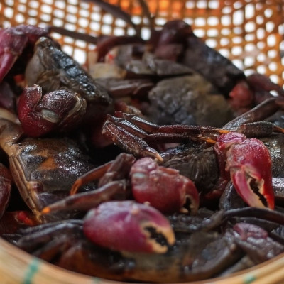 Cách Làm Mắm Ba Khía Đậm Đà Hương Vị Miền Tây