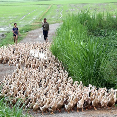 Vịt Chạy Đồng: Khi Nỗi Nhớ Miền Tây Xưa Bắt Đầu Từ Tiếng