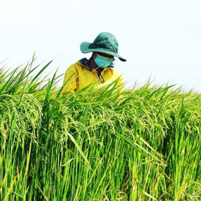 Chuỗi Giá Trị Xanh: Hướng Đi Chiến Lược Của Nông Nghiệp Hiện Đại