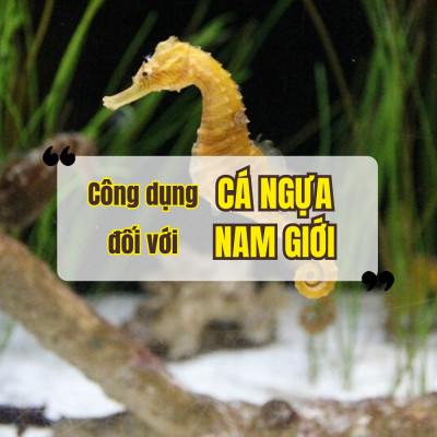 Công Dụng Của Cá Ngựa Đối Với Sức Khỏe Nam Giới