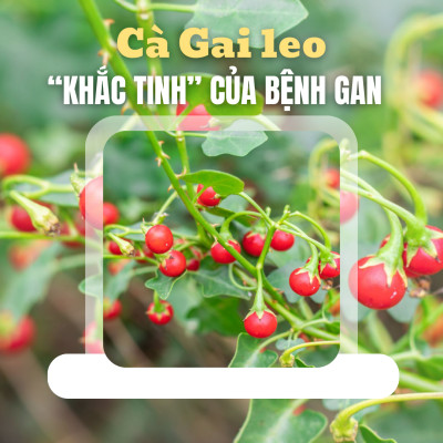Vì ao Cà Gai Leo Được Ví Là “Khắc Tinh” Của Bệnh Gan Trong Đông Y?