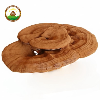 Linh Chi Tai To Thất Sơn: Bí Dược Núi Rừng Với Dược Tính Vượt Trội