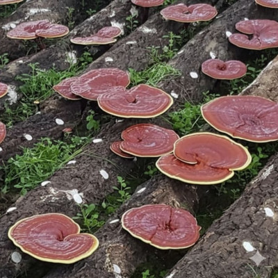 6 Cách Phân Biệt Nấm Linh Chi Hàn Quốc Và Nấm Linh Chi Trung Quốc