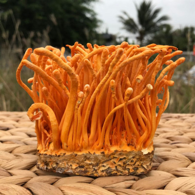 5 Cách Bảo Quản Đông Trùng Hạ Thảo Tươi Hiệu Quả Nhất