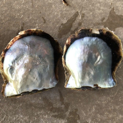 Các Loại Vỏ Trai