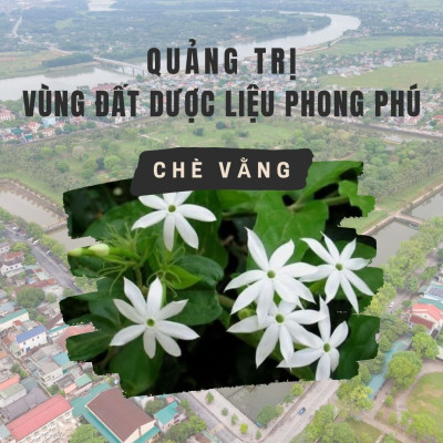 Quảng Trị – Vùng Đất Dược Liệu Phong Phú Và Cái Nôi Của Chè Vằng