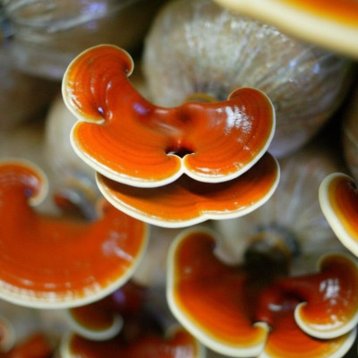 Người Bị Tiểu Đường Uống Nấm Linh Chi Có Tác Dụng Gì?