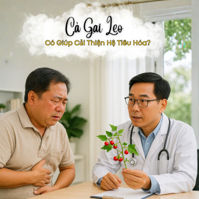 Cà Gai Leo Hòa Tan Có Giúp Cải Thiện Hệ Tiêu Hóa?