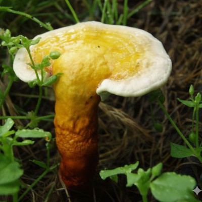 Vì Sao Nấm Linh Chi Có Giá Khác Nhau?