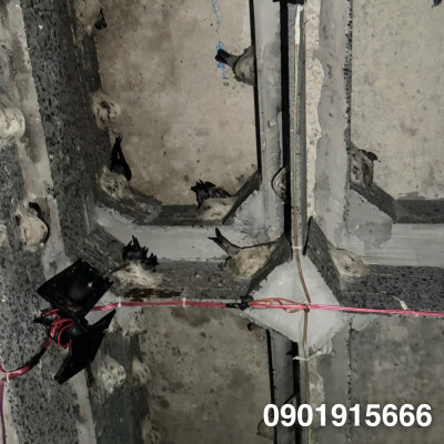 Đặc Điểm Sinh Học Của Yến Nuôi Trong Nhà