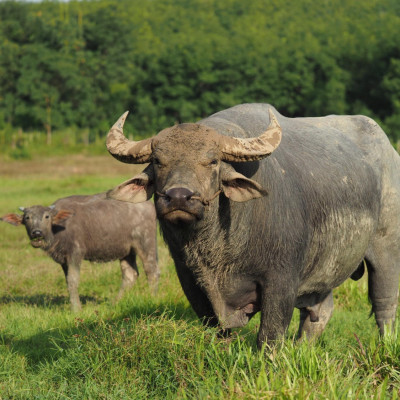 Lễ Hội Chọi Trâu Hớn Quản