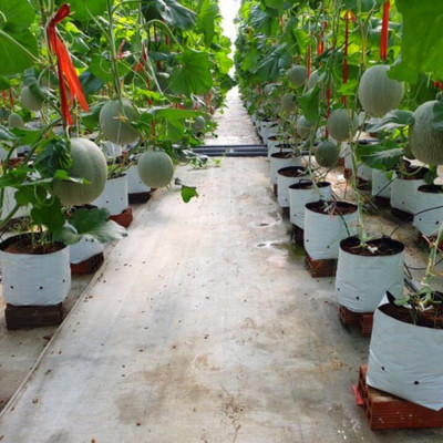 Vĩnh Long: Khởi Nghiệp Với Mô Hình Nông Nghiệp Sạch