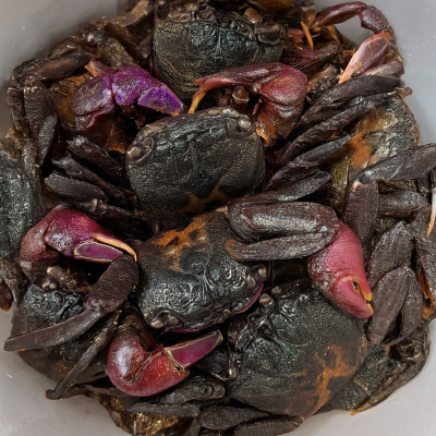 Giá Trị Dinh Dưỡng Của Ba Khía