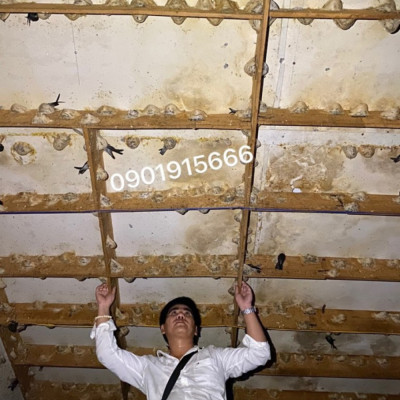 Yến Thô Chưa Thu Hoạch