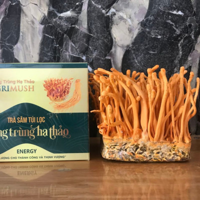 Người Già Uống Đông Trùng Hạ Thảo Có Tốt Không?