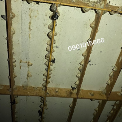 Tổ Yến Chưa Thu Hoạch